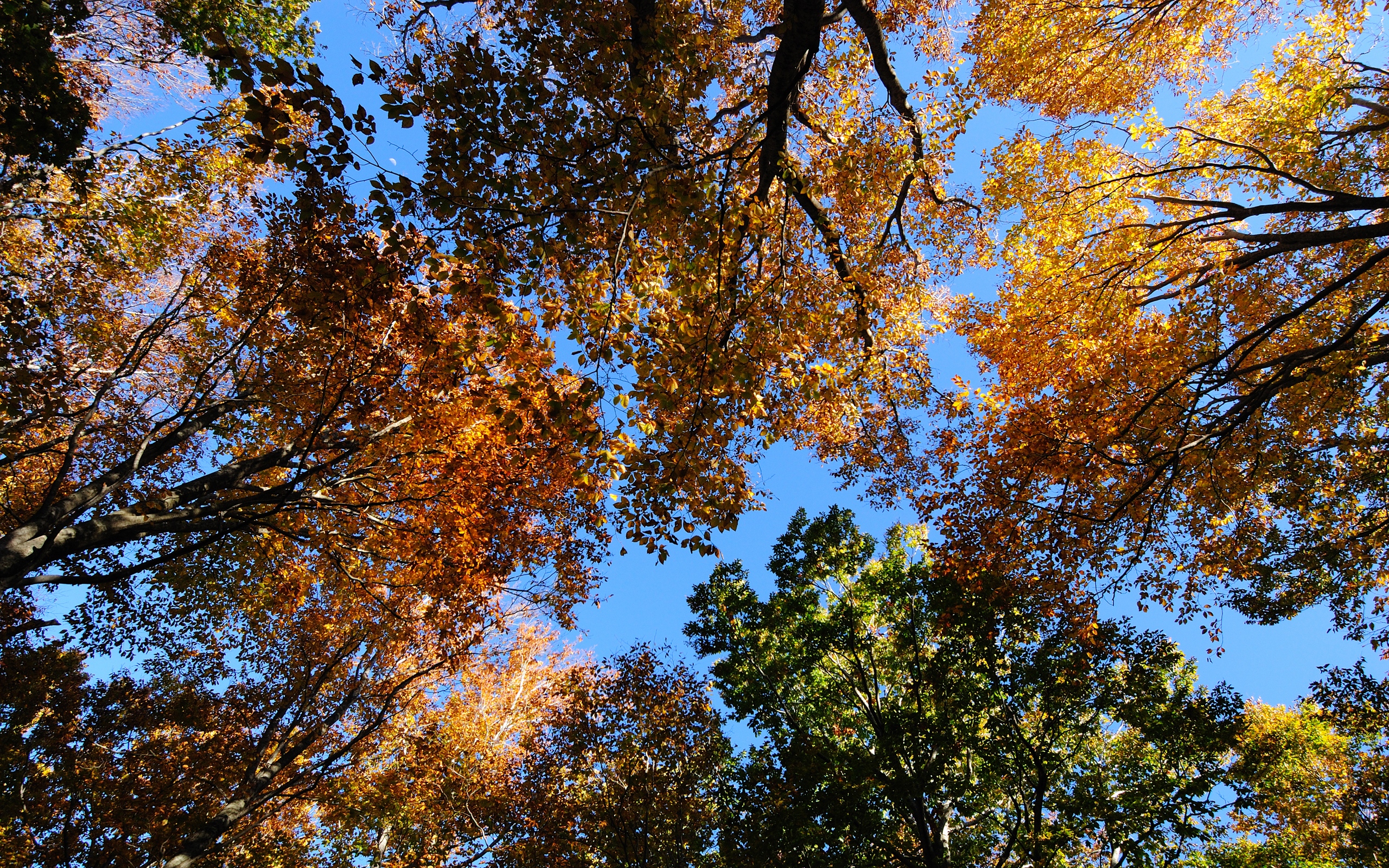    2560x1600 ::  1